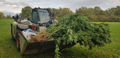 Polizeidirektion Hannover: POL-H: Pattensen: Spaziergänger stößt in Koldinger Masch auf Outdoorplantage mit Hanfpflanzen