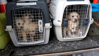 Deutscher Tierschutzbund e.V.: PM - Erneut zwei Welpentransporte in Bayern gestoppt