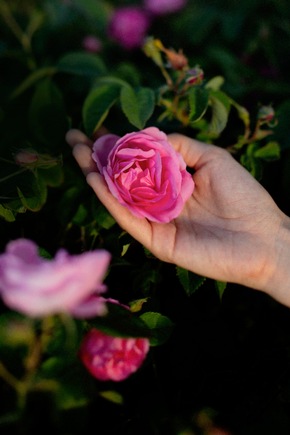 Dedicated to you: Die fünf Dr. Hauschka Qualitätsmerkmale für ein spürbares, ganzheitliches Pflegeerlebnis im Einklang mit der Natur