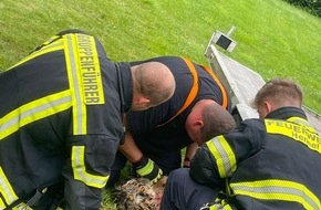 Freiwillige Feuerwehr Hennef: FW Hennef: Tier in Not - Uhu auf der Suche nach einem Snack in Netz verfangen