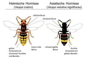 F&uuml;rstentum Liechtenstein: Erstnachweis der Asiatischen Hornisse in Liechtenstein: Bev&ouml;lkerung um Mithilfe gebeten