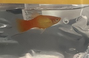 Bundespolizeiinspektion Hamburg: BPOL-HH: Fisch "Gabriel" bei der Hamburger Bundespolizei abgegeben-