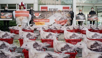 Albert Schweitzer Stiftung für unsere Mitwelt: Protest gegen Qualfleisch bei Rewe: 62 Hühner vor Rewe-Sitz in Teltow