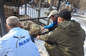 NABU: NABU greift Schneeleoparden mit schweren Schussverletzungen in Kirgistan auf / NABU: Großkatze Opfer eines Mensch-Wildtier-Konfliktes in Talas-Region