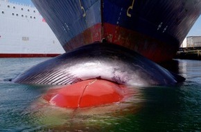 IFAW - International Fund for Animal Welfare: Wenn Schiffe langsamer fahren, profitieren das Klima, Wale und  das marine Ökosystem