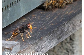 dlv Deutscher Landwirtschaftsverlag GmbH: bienen&natur informiert: Was tun gegen die asiatische Hornisse?