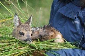 Schweizer Tierschutz STS: Medienmitteilung: So schützen Landwirte Rehkitze bei der Heuernte