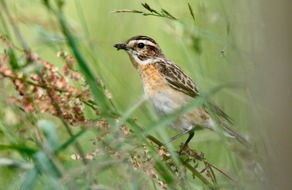 Hessisches Landesamt für Naturschutz, Umwelt und Geologie: Hilfe für die Braunkehlchen - Naturschutzmaßnahmen auf dem Prüfstand