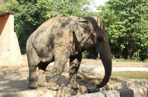 Deutsche Post DHL Group: PM: Wildtiere an Bord: Der einsamste Elefanten der Welt reist mit DHL in sein neues Leben / PR: Wildlife on board: DHL safely relocates "the world's loneliest elephant"