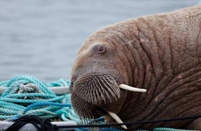 OceanCare: Wale in Fl&uuml;ssen, Robben in St&auml;dten: Neue Studie zeigt ein Drittel der Meeress&auml;uger au&szlig;erhalb ihrer Lebensr&auml;ume