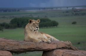 VIER PFOTEN - Stiftung für Tierschutz: In Autounfall verwickeltes weisses Löwenjungtier kommt zu Privathalter in Spanien