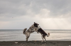 Schweizer Tierschutz STS: Communiqué de presse: Vacances d'été en vue - ce à quoi il faut faire attention pour les animaux de compagnie