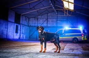 Polizei Mönchengladbach: POL-MG: 21-Jähriger gestellt: Diensthund Hawk findet Betäubungsmittel