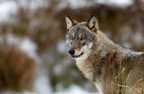 IFAW - International Fund for Animal Welfare: Bundestag trifft Entscheidung gegen Wölfe