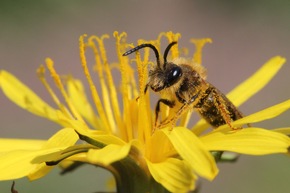 Jetzt Bienen schützen im eigenen Garten – Sabine zeigt wie&#039;s geht!