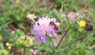 Deutscher Berufs- und Erwerbsimkerbund e.V.: Berufsimkerbund räumt auf mit Fehlinformation: Wildbienen und Honigbienen sind keine Konkurrenz