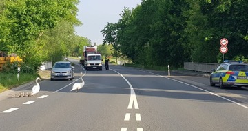 Polizeiinspektion Lüneburg/Lüchow-Dannenberg/Uelzen: POL-LG: ++ Vögelsen - WhatsApp-Betrug "erfolgreich" - Hinweise der Polizei ++ Lüneburg - Indoor-Plantage "aufgeflogen" ++ Bienenbüttel, OT. Grünhagen - ... mit Geleitschutz über die ...