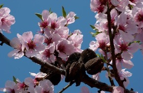 Südliche Weinstraße e.V.: Frühlingserwachen in Rosa: Mandelblüte an der Deutschen Weinstraße