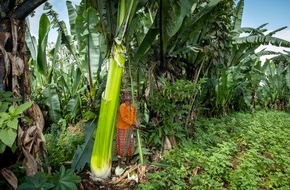 Stiftung Menschen für Menschen Schweiz: Überleben mit speziellem Superfood: Die Pflanze gegen den Hunger