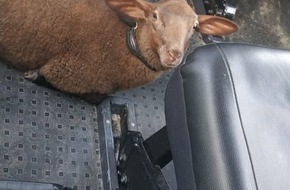 Kreispolizeibehörde Märkischer Kreis: POL-MK: Ausgebüxtes Schaf