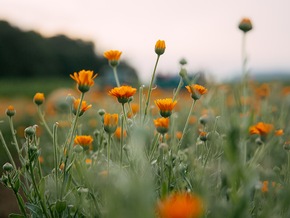 An extra dose of care: Dr. Hauschka Pflege im Limited Edition Design in Vorteilsgr&ouml;&szlig;e