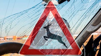 Kreispolizeibehörde Rhein-Kreis Neuss: POL-NE: Tierisch gefährlich - Polizei gibt allgemeine Hinweise zum Thema "Wildunfälle"