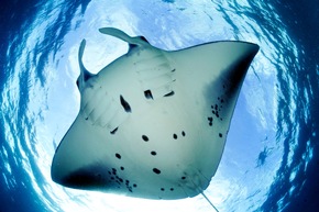 Press Release: THE PATRAVI SCUBATEC MALDIVES: MAKING THE MANTA TRUST’S FLOATING RESEARCH STATION POSSIBLE