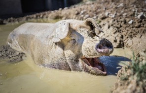 VIER PFOTEN - Stiftung für Tierschutz: Wer die Tierbedürfnisse respektiert, konsumiert bewusster