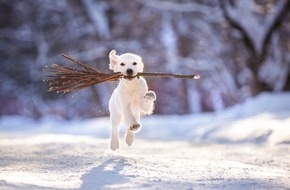 ZZF - Zentralverband der Heimtierbranche e.V.: Heimtiere im Winter: Brauchen Balu, Bella & Co. an kalten Tagen mehr Futter?