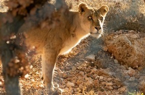 VIER PFOTEN - Stiftung für Tierschutz: Löwen aus Sudan erhalten dringend benötigte medizinische Versorgung in Jordanien