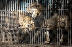 VIER PFOTEN - Stiftung für Tierschutz: Intervention d’urgence pour sauver plus de 60 animaux en Argentine