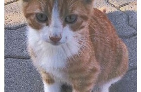 Polizeidirektion Ludwigshafen: POL-PDLU: Fahndungsfoto der vermissten Katze in Speyer