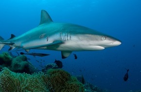 IFAW - International Fund for Animal Welfare: CITES-Konferenz entscheidet über das Schicksal bedrohter Arten