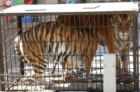 VIER PFOTEN - Stiftung für Tierschutz: Wie die Tiger Mafia in Asien und Europa mit gefährdeten Grosskatzen handelt
