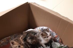 Bundespolizeiinspektion Leipzig: BPOLI L: Drei ausgesetzte Katzenbabys gefunden
