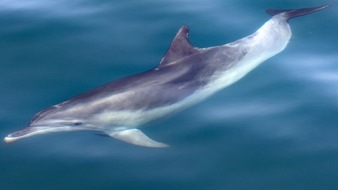 GRD Gesellschaft zur Rettung der Delphine e.V.: Adria-Delfine bitte melden! Mitmachaktion für Urlauber