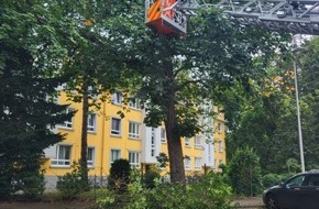 Feuerwehr Hannover: FW Hannover: Ast beschädigt parkende PKW