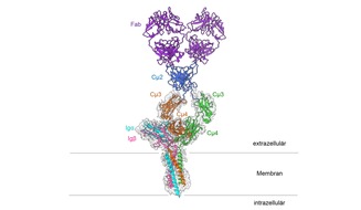 Albert-Ludwigs-Universität Freiburg: Genaue Molekülstruktur eines der wichtigsten Rezeptoren im Immunsystem entschlüsselt
