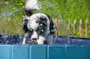 Zentralverband Zoologischer Fachbetriebe Deutschlands e.V. (ZZF): Presse-Info: Hitze und Hund - Was Bello, Bella und Buddy an heißen Tagen guttut