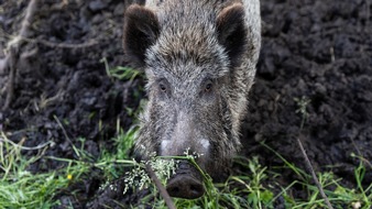 VIER PFOTEN - Stiftung für Tierschutz: Changement d’heure: attention aux fâcheuses rencontres avec des animaux sauvages sur la route