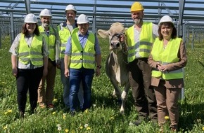 Nestlé Deutschland AG: Solarstrom für die Produktion, Schatten für die Kühe: Nestlé baut Agri-Photovoltaik-Anlage am Werksstandort Biessenhofen