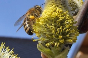 Deutscher Imkerbund e. V.: Pause für Säge und Heckenschere bedeutet Blüten für Insekten zu erhalten