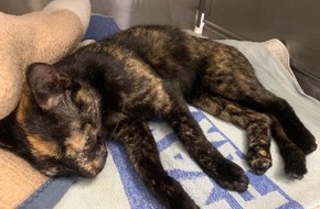 Polizeiinspektion Aurich/Wittmund: POL-AUR: Wittmund - Verletzte Katze am Fahrbahnrand aufgefunden
