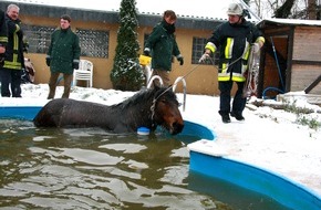 Feuerwehr Essen: FW-E: Zaki geht baden, sechsjähriger Kaltbluthengst landet unfreiwillig im Swimming-Pool