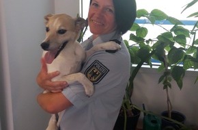 Bundespolizeiinspektion Berggießhübel: BPOLI BHL: Herrenloser Hund in Berggießhübel gefunden