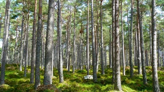 Deutsche Säge- und Holzindustrie Bundesverband e. V. (DeSH): Bundeswaldinventur ist Appell für Waldbewirtschaftung