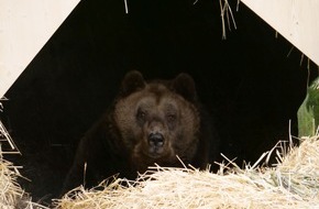 VIER PFOTEN - Stiftung für Tierschutz: Im Bärenwald Arbesbach von VIER PFOTEN: Neuankömmling Mark mit gesundheitlichen Problemen