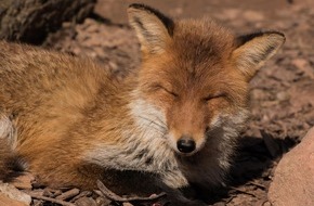 VIER PFOTEN - Stiftung für Tierschutz: Masques jetés dans la nature: un danger mortel pour la faune sauvage