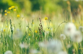 Bund für Umwelt und Naturschutz Deutschland e.V. (BUND): ++ Ökotipp I Im Mai den Rasenmäher stehen lassen ++