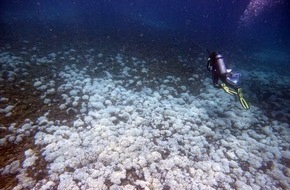 Leibniz-Zentrum für Marine Tropenforschung GmbH: Vierte globale Korallenbleiche: ZMT-Forscherin beobachtet Zustand der Riffe im östlichen tropischen Pazifik